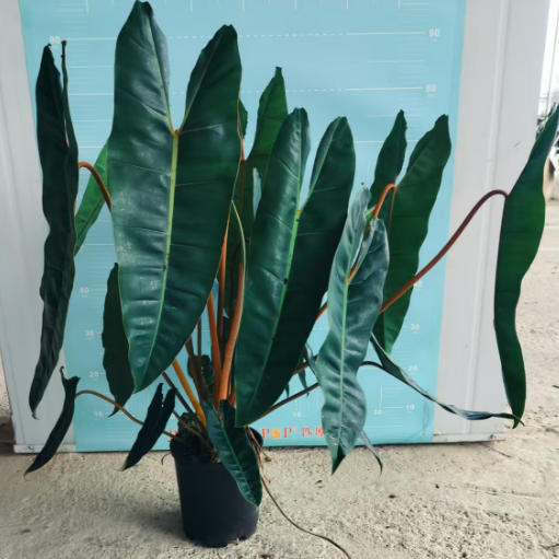 Филодендрон 1.5-галлон премиум оранж хандле 21 90