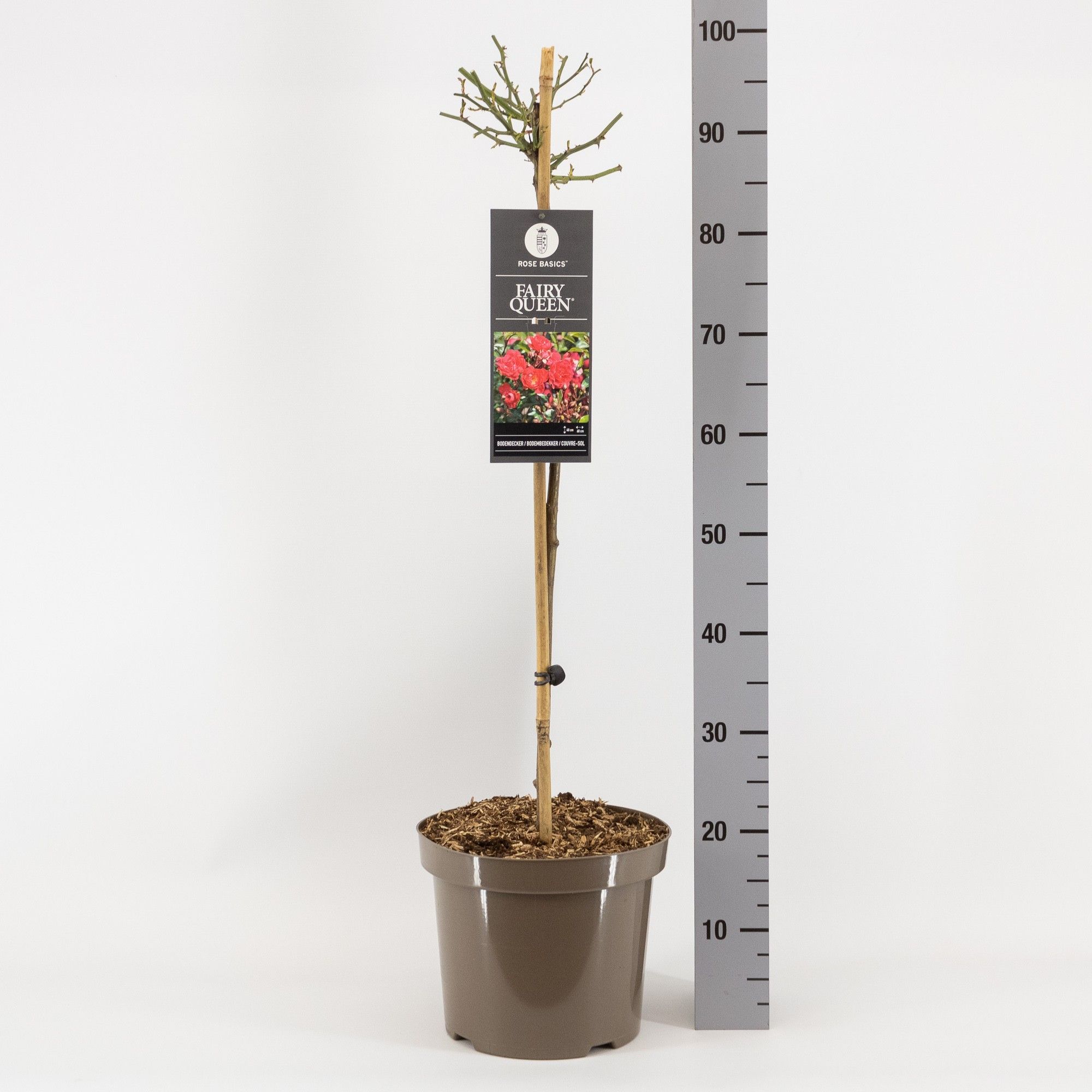 Rosa (P) Fairy Queen ®, stam 70, C7.5, D 26