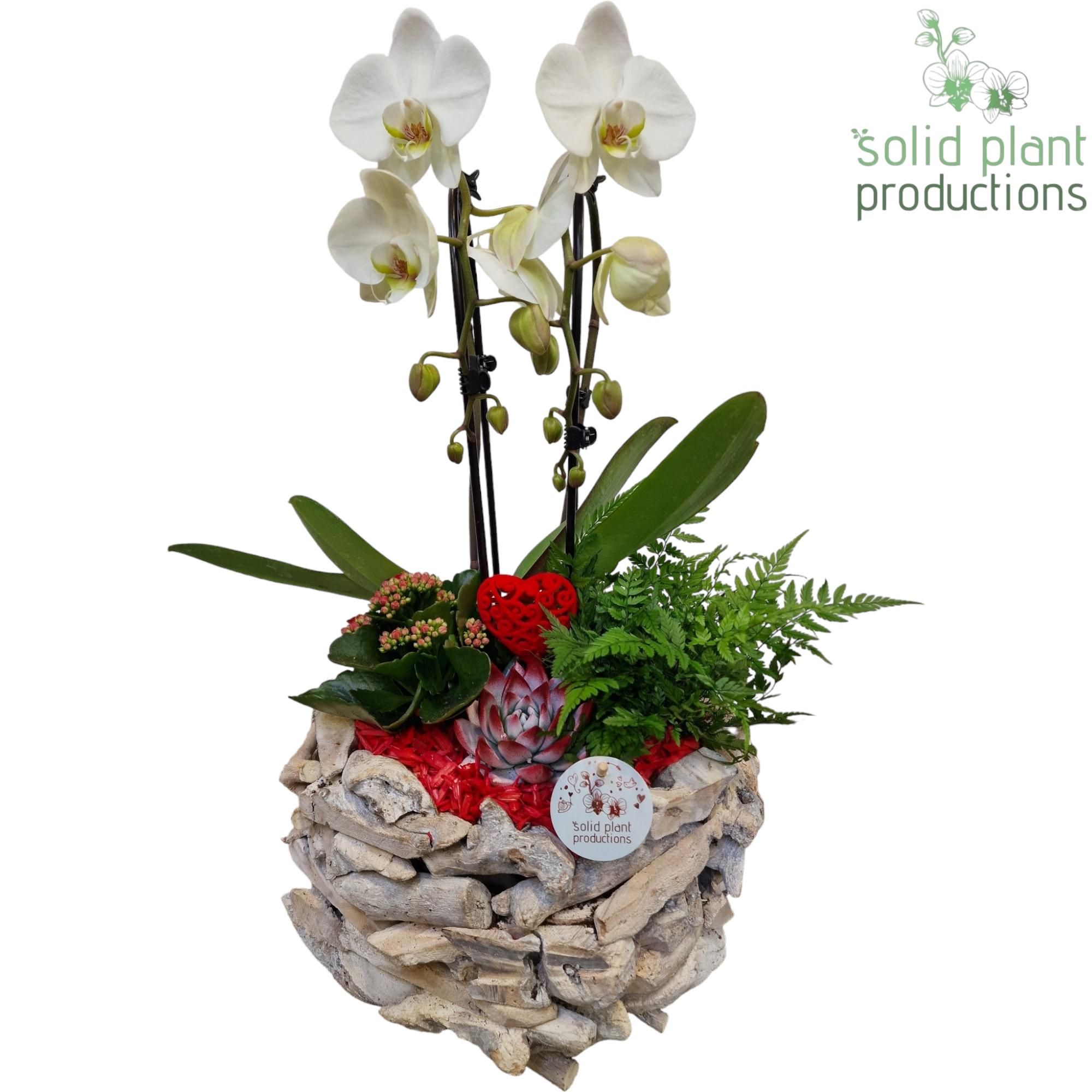 PE008 Driftwood White Washed Round Red VM, D 31