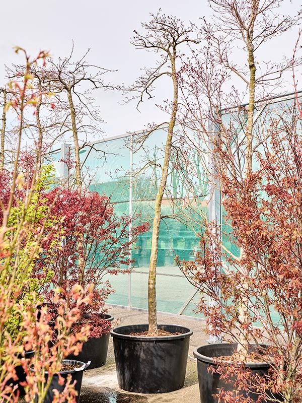 Acer pal. diss. 'Inaba-shidare' (380-420), D 85