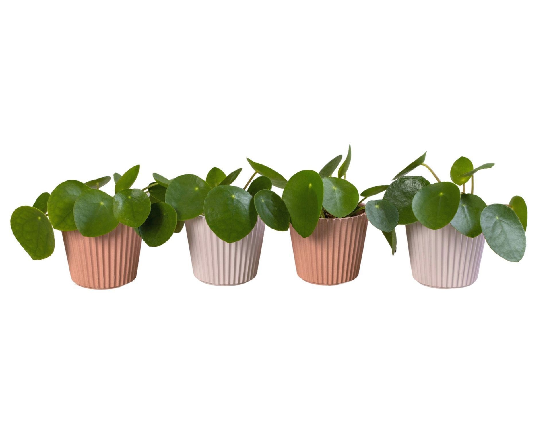 L 65930 with Pilea Peperomioides 6 cm, D 6