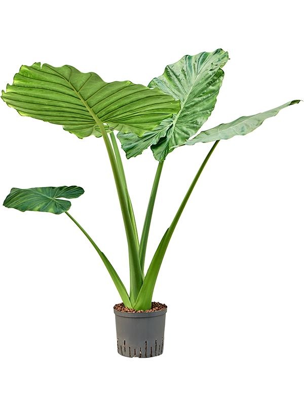 Alocasia macrorrhizos, D 22