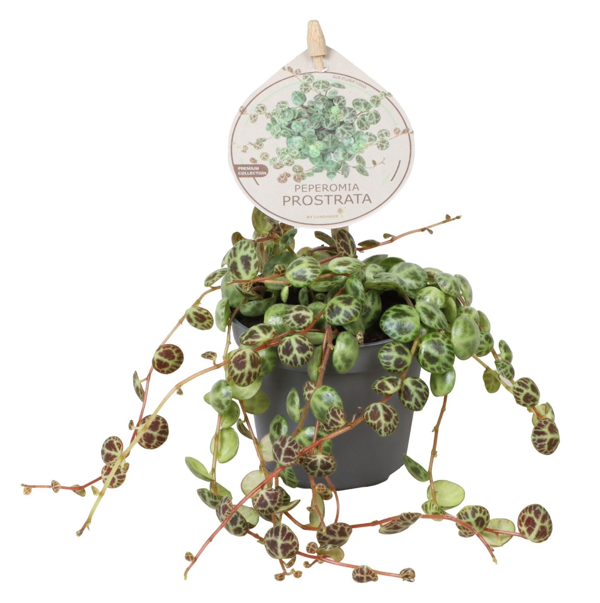 Peperomia Prostrata W. Label 6 cm, D 6