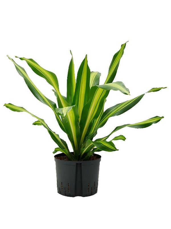 Dracaena fragrans 'Burley', D 25