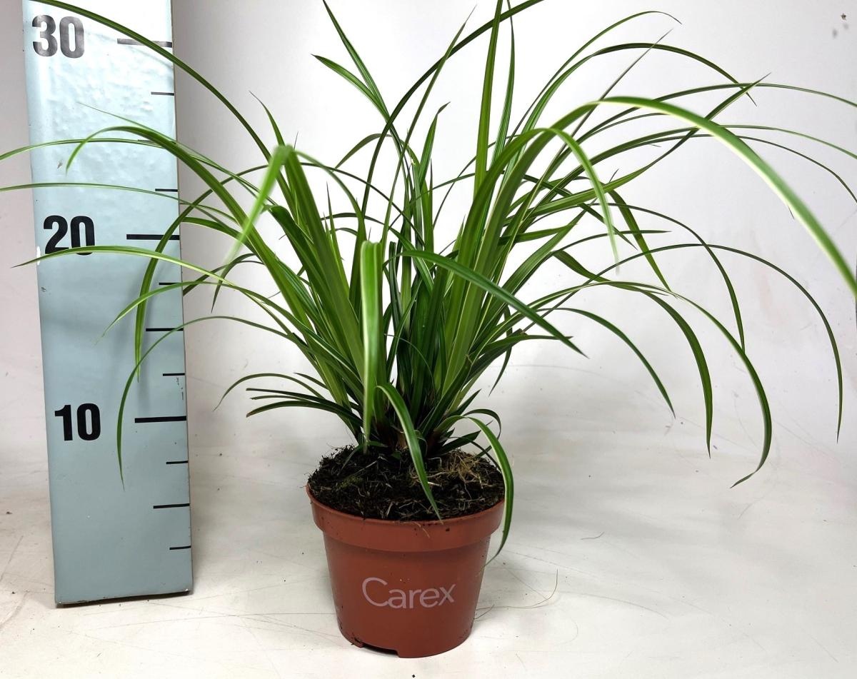 Carex morrowii 'Ice Dance', D 10,5