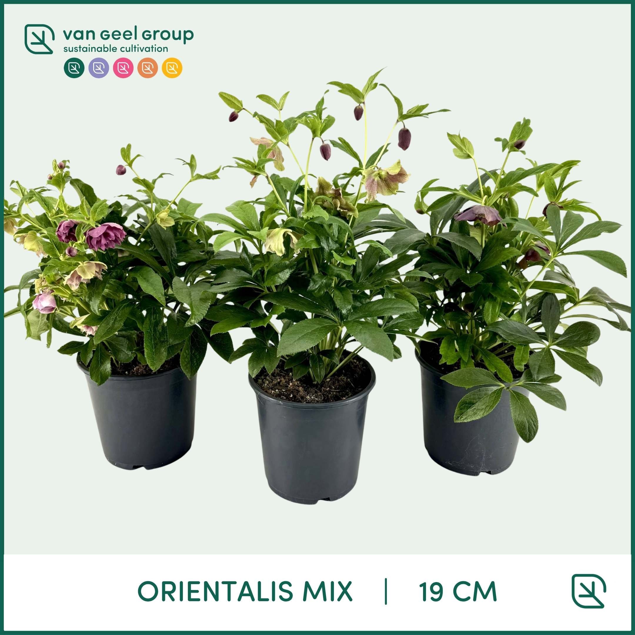 Helleborus Orientalis mix 19cm, D 19 cm Helleborus Orientalis mix 19cm, D 19 cm