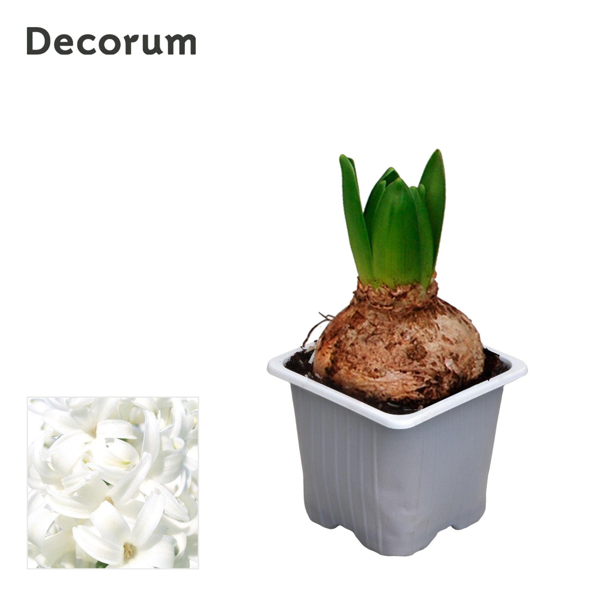 Hyacint White Pearl (pl-pasp. op fust), D 7