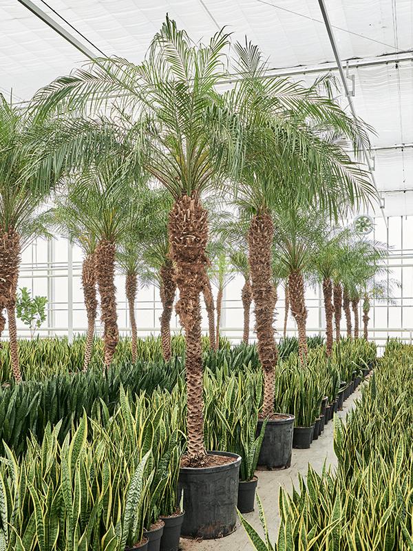 Phoenix roebelenii, D 70