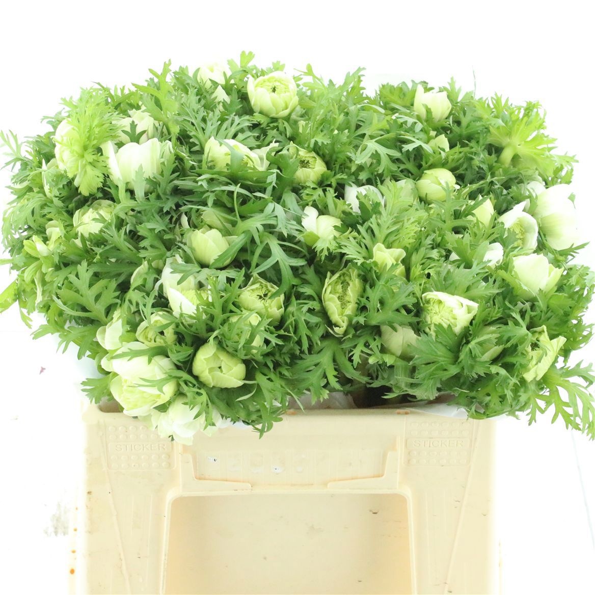 Анемон Фулстар Пьюр Вайт 35 (бел.), шт.