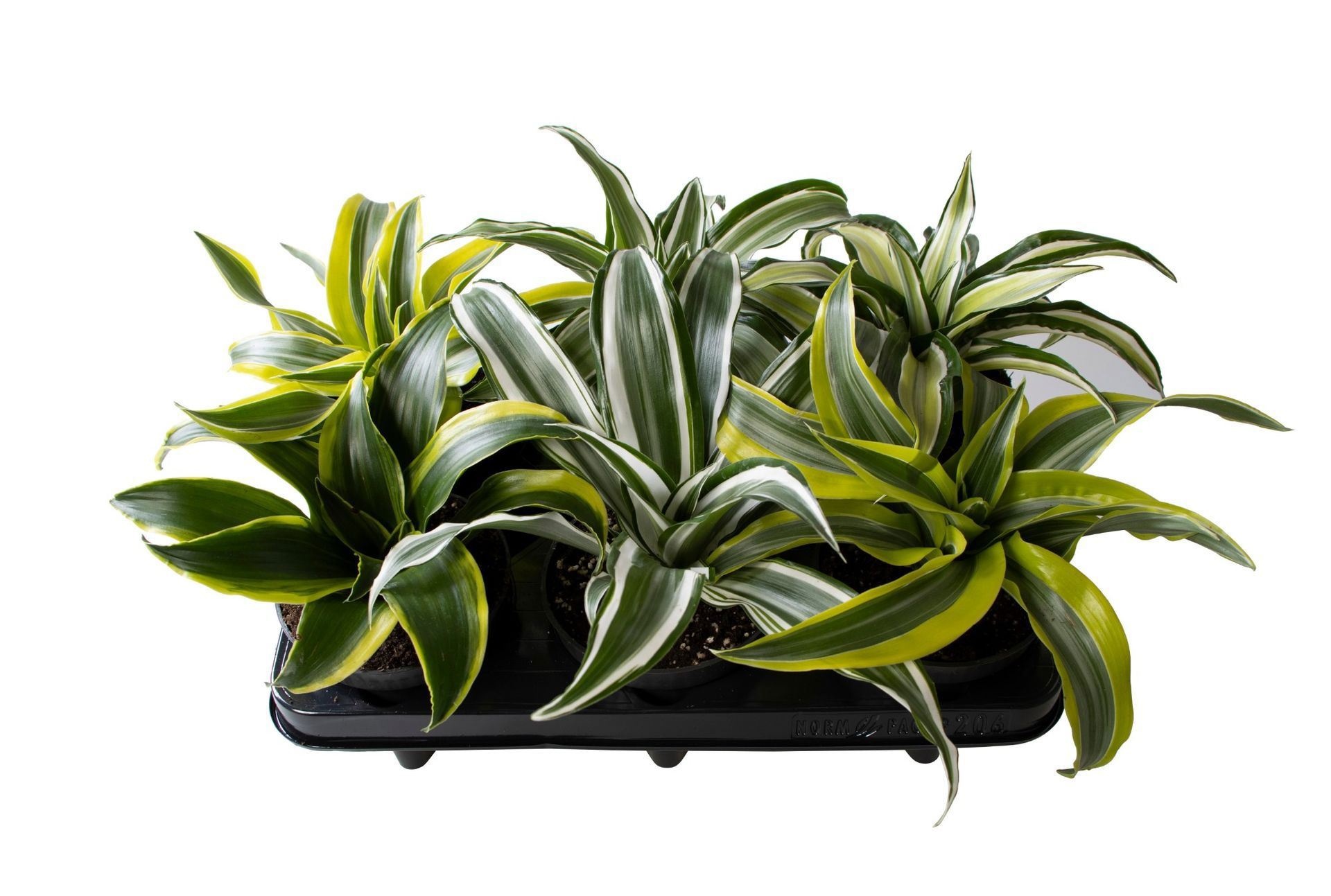 Dracaena Dragontree� Mix 12 cm, D 12