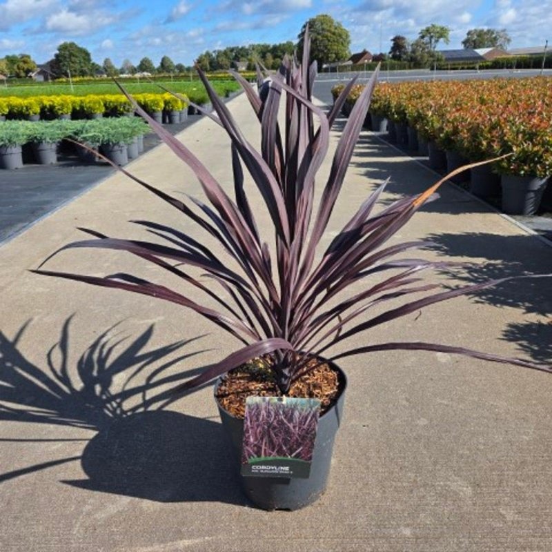 Cordyline aus. Burgundy Spire, D 29