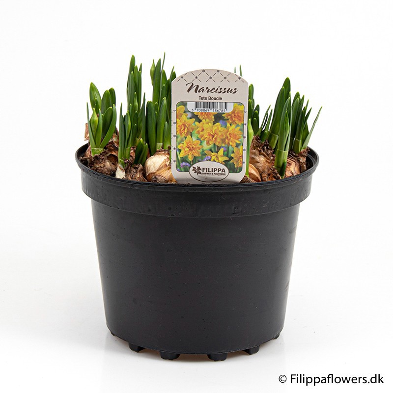 NARCISSUS INCOMPARABILIS 'Tete Boucle', D 21