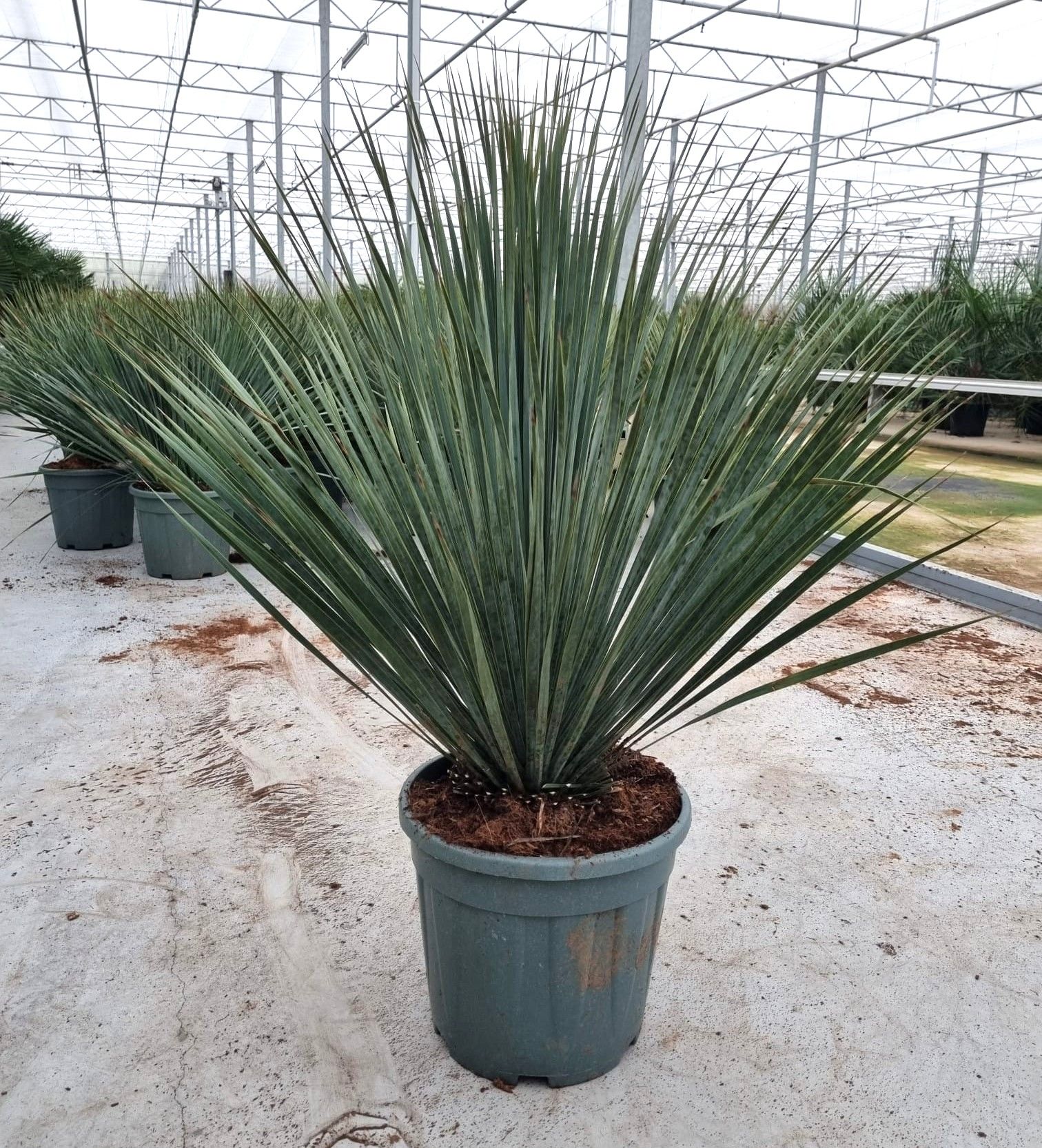 Yucca Rostrata, D 34