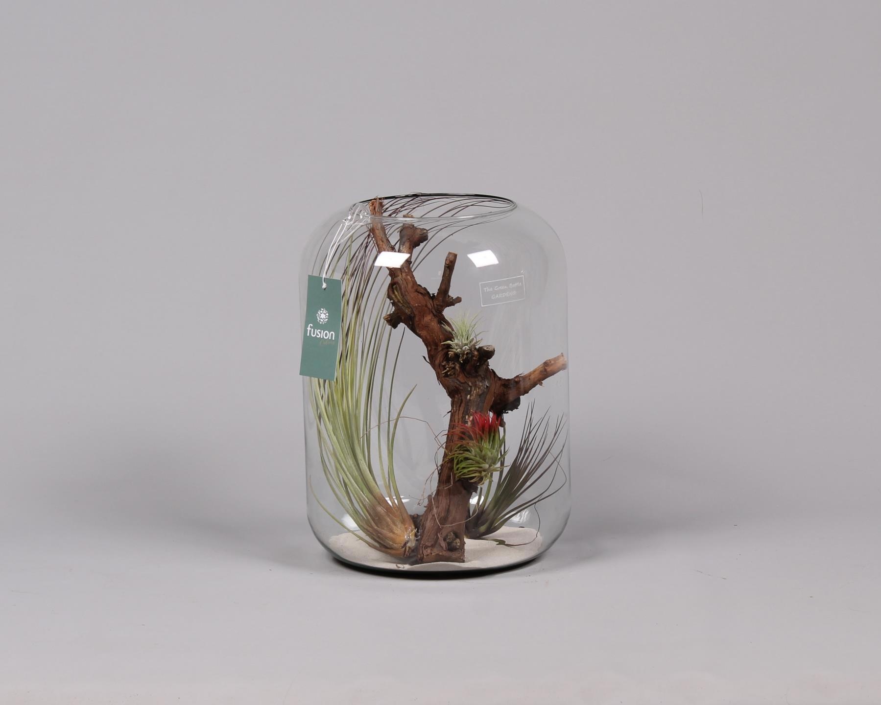 Green Bottle Isabella xlarge met air tillandsia, D 25