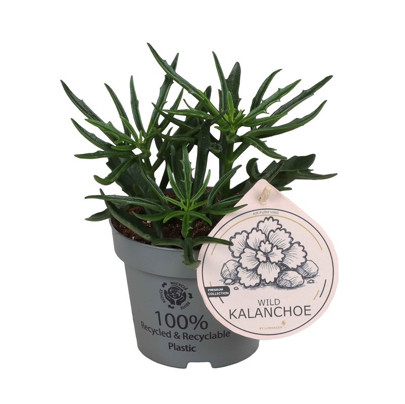 KALANCHOE TUBIFLORA 'WILD SPIDER', D 12