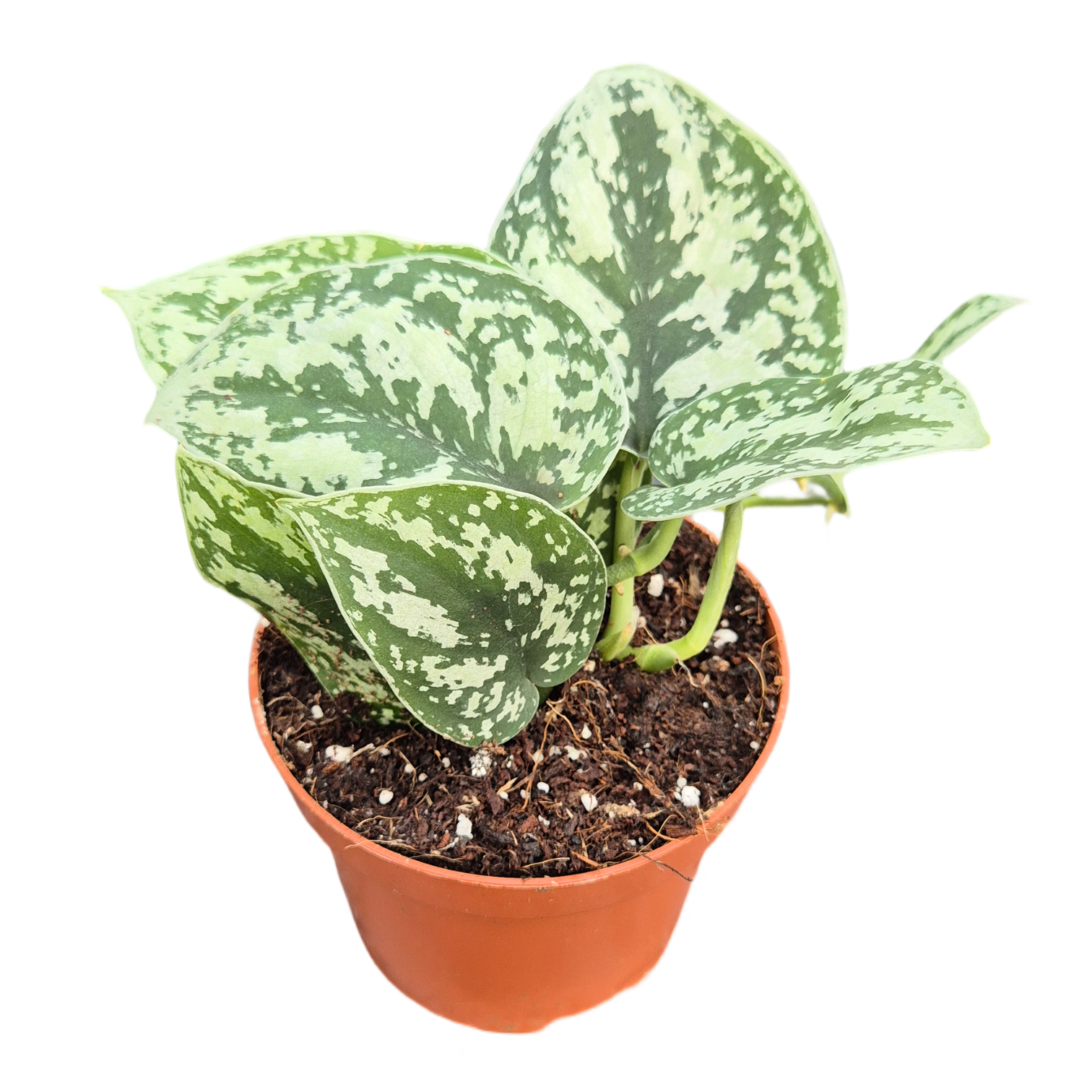 Scindapsus Shimmering Silver, D 9