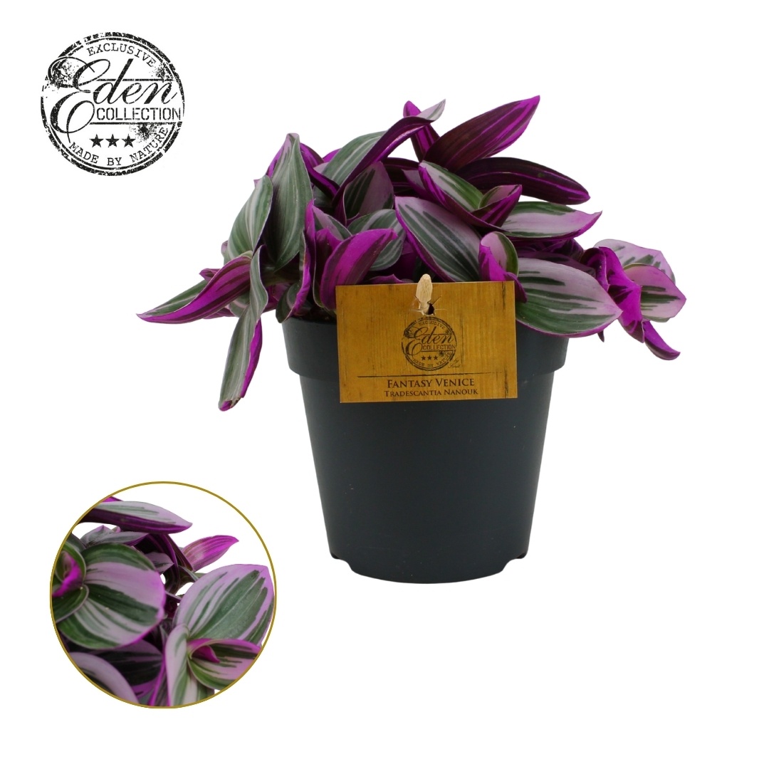 Tradescantia Nanouk 12cm, D 12 cm Tradescantia Nanouk 12cm, D 12 cm