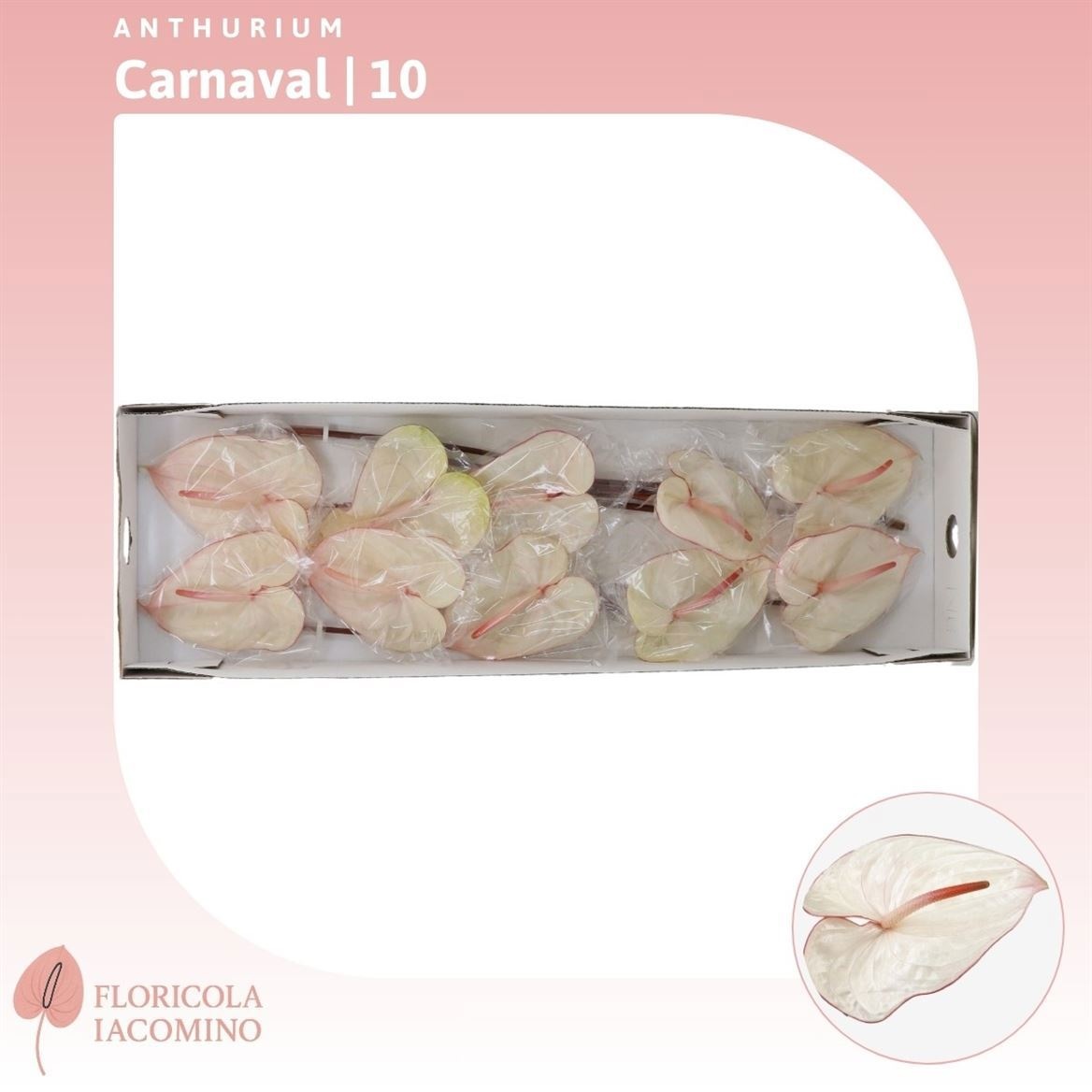 Антуриум Карнавал (бел.), шт.