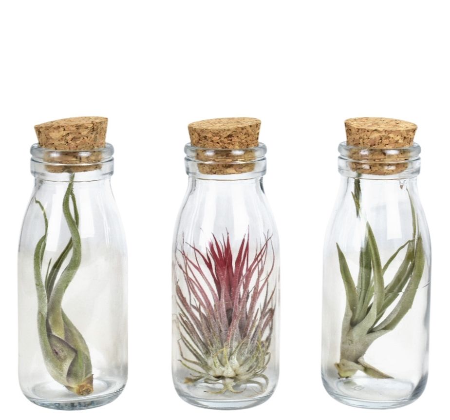 Tillandsia glas kurk small, D 6