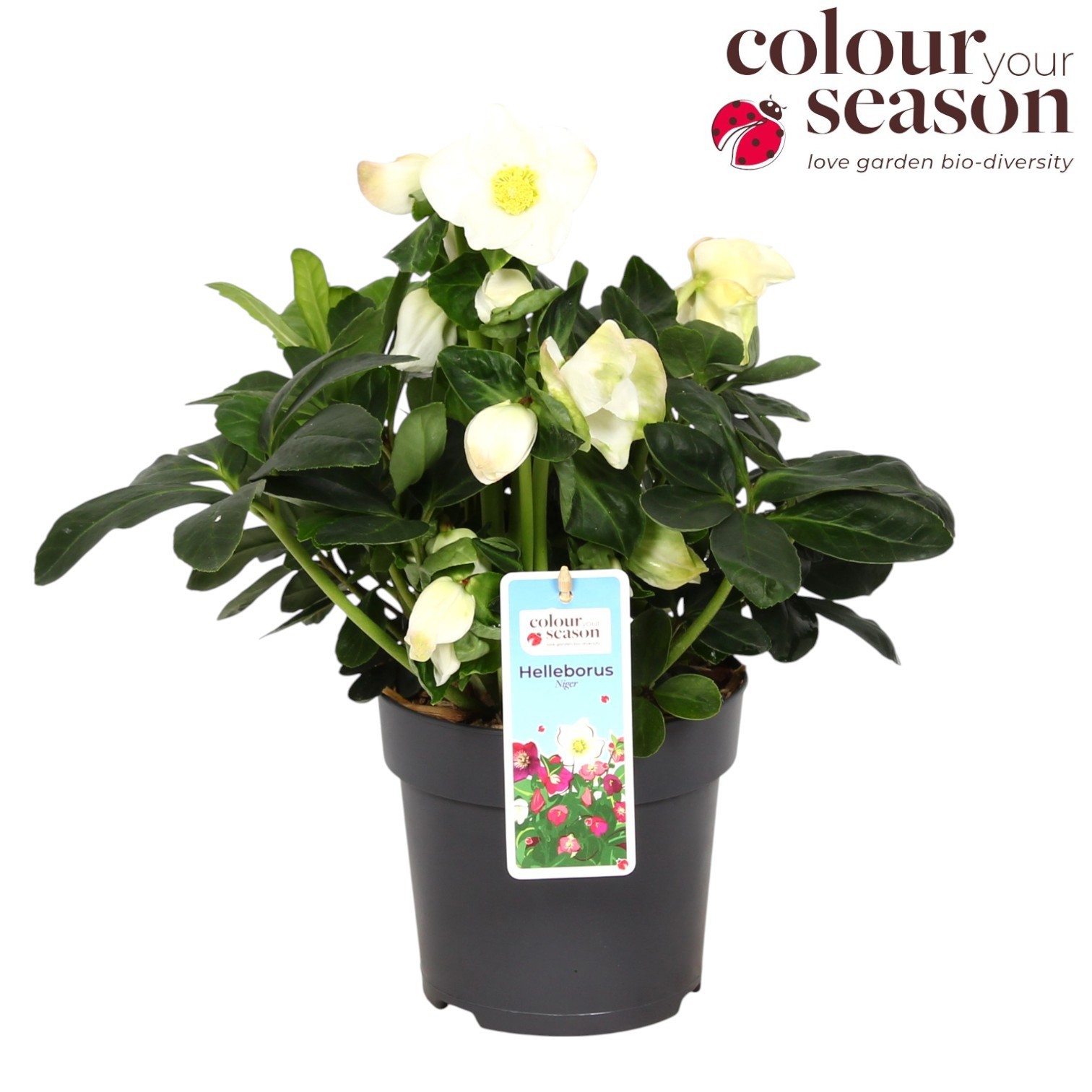 Helleborus Niger Christmas Carol P15, D 15 cm