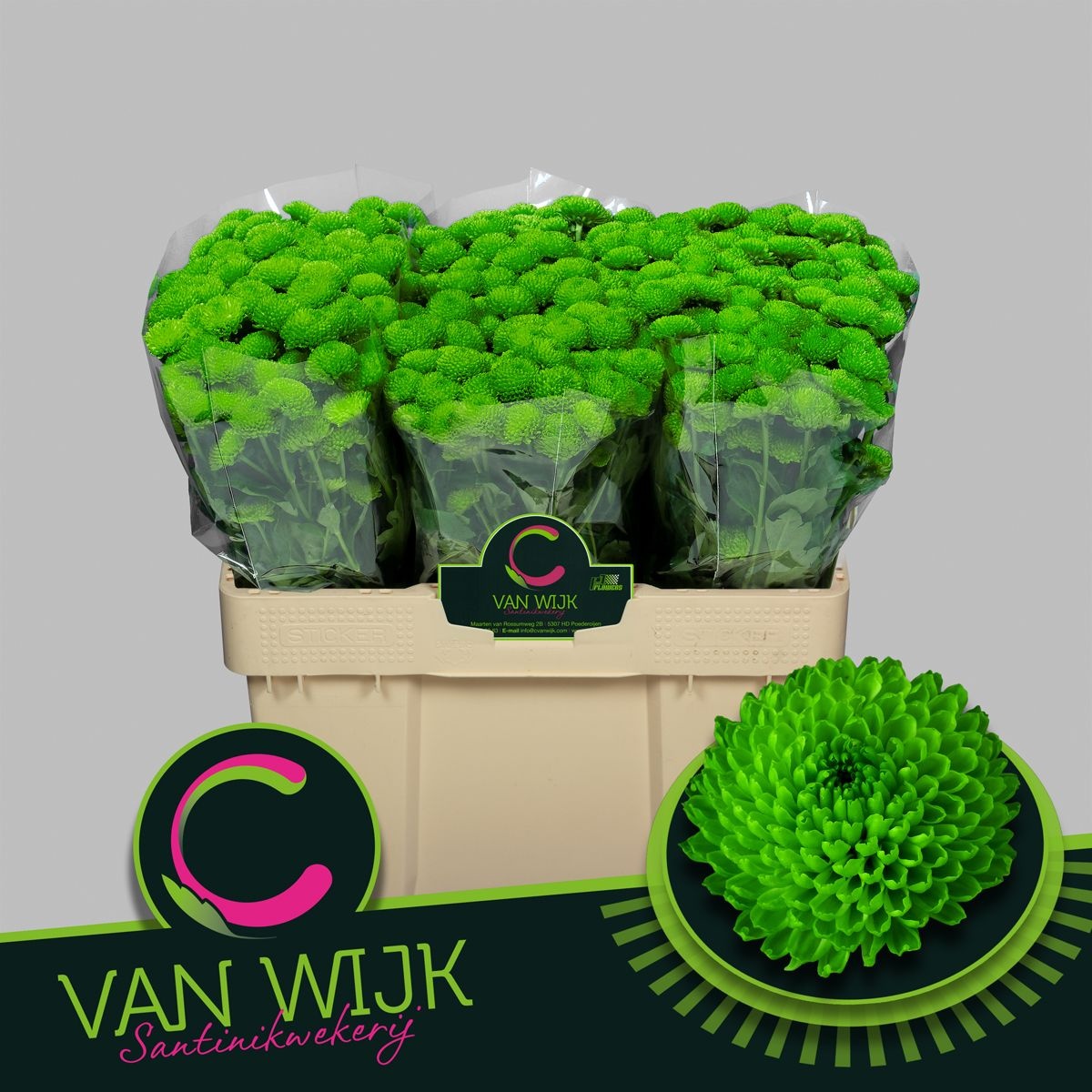 Сантини Кантри, шт.