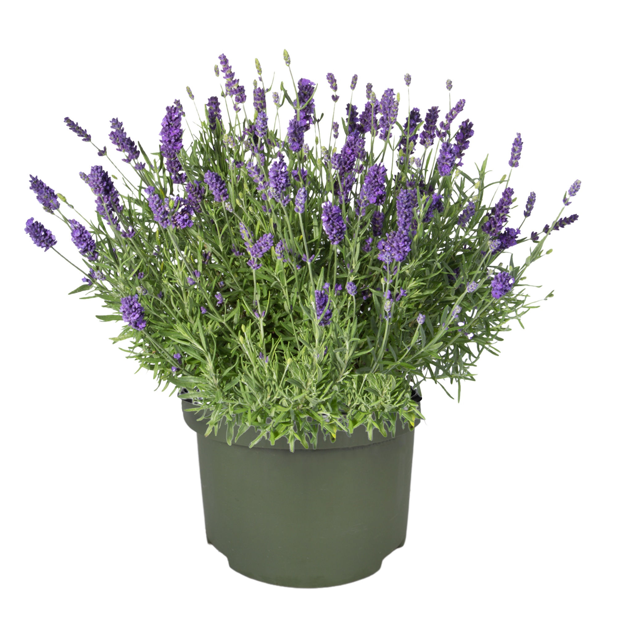 Lavandula "Cleo-Patio", D 13