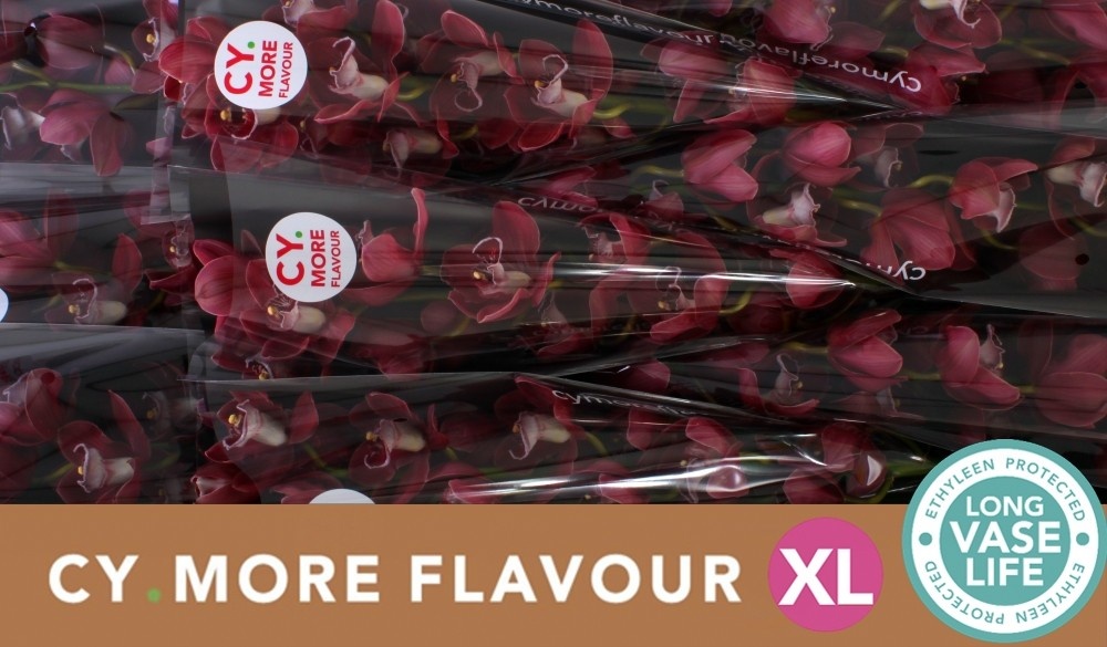 Цимбидиум Хейдс x6 80, шт.