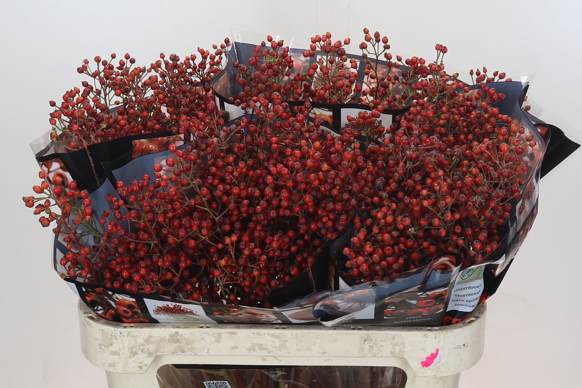 Рузботель Роузфрут Элит 80, шт.