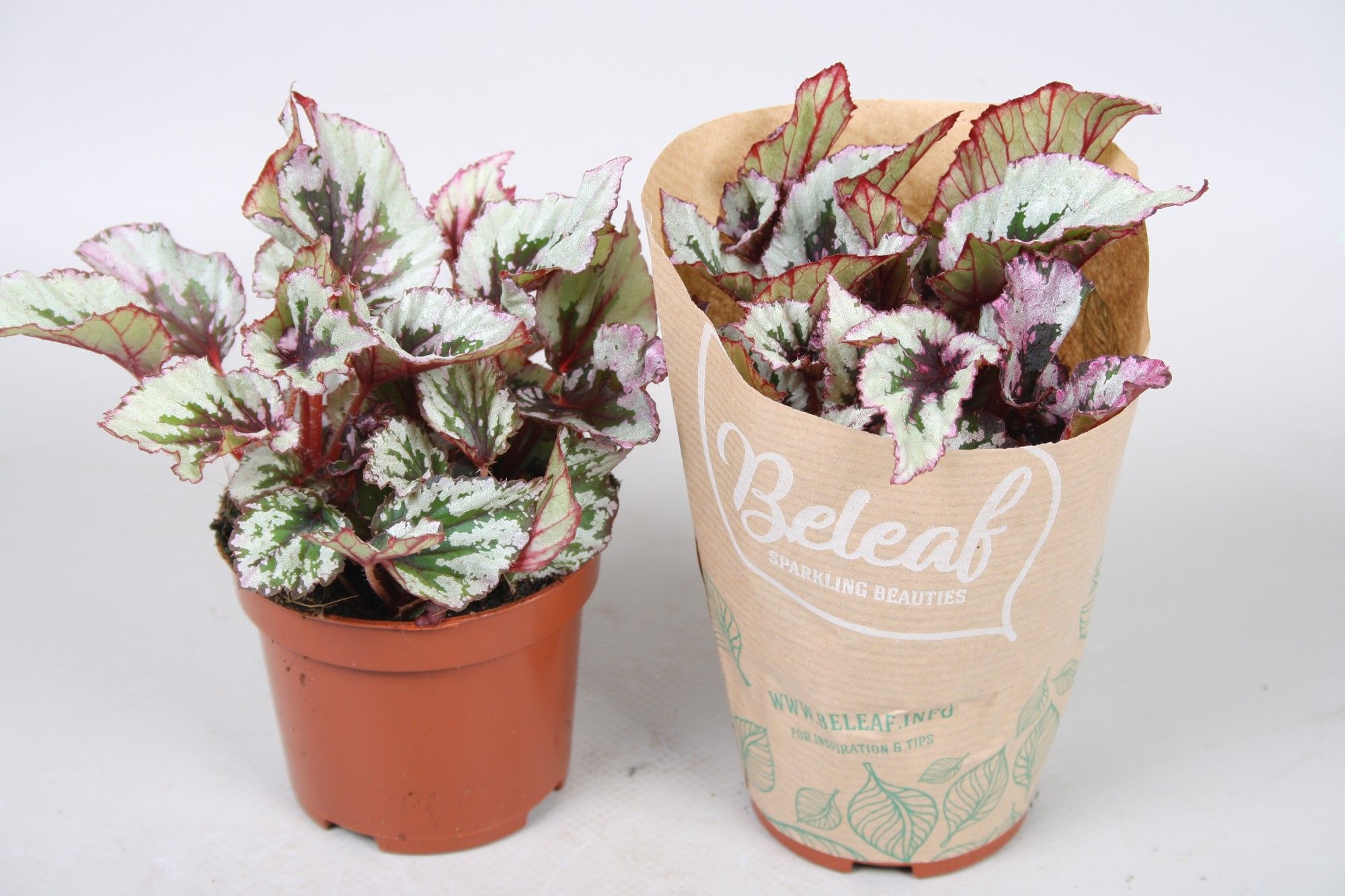 Begonia Beleaf Evening Glow, D 9