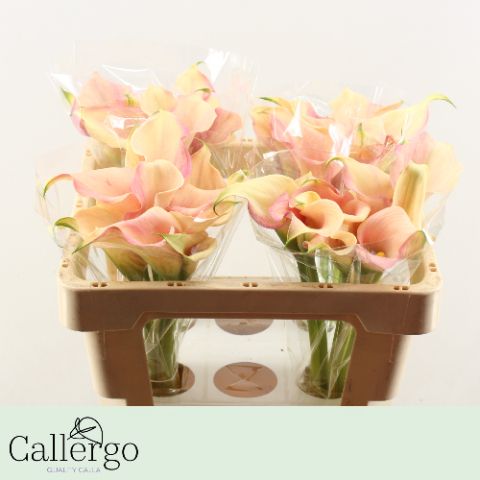 Калла Ханимун 50, шт.