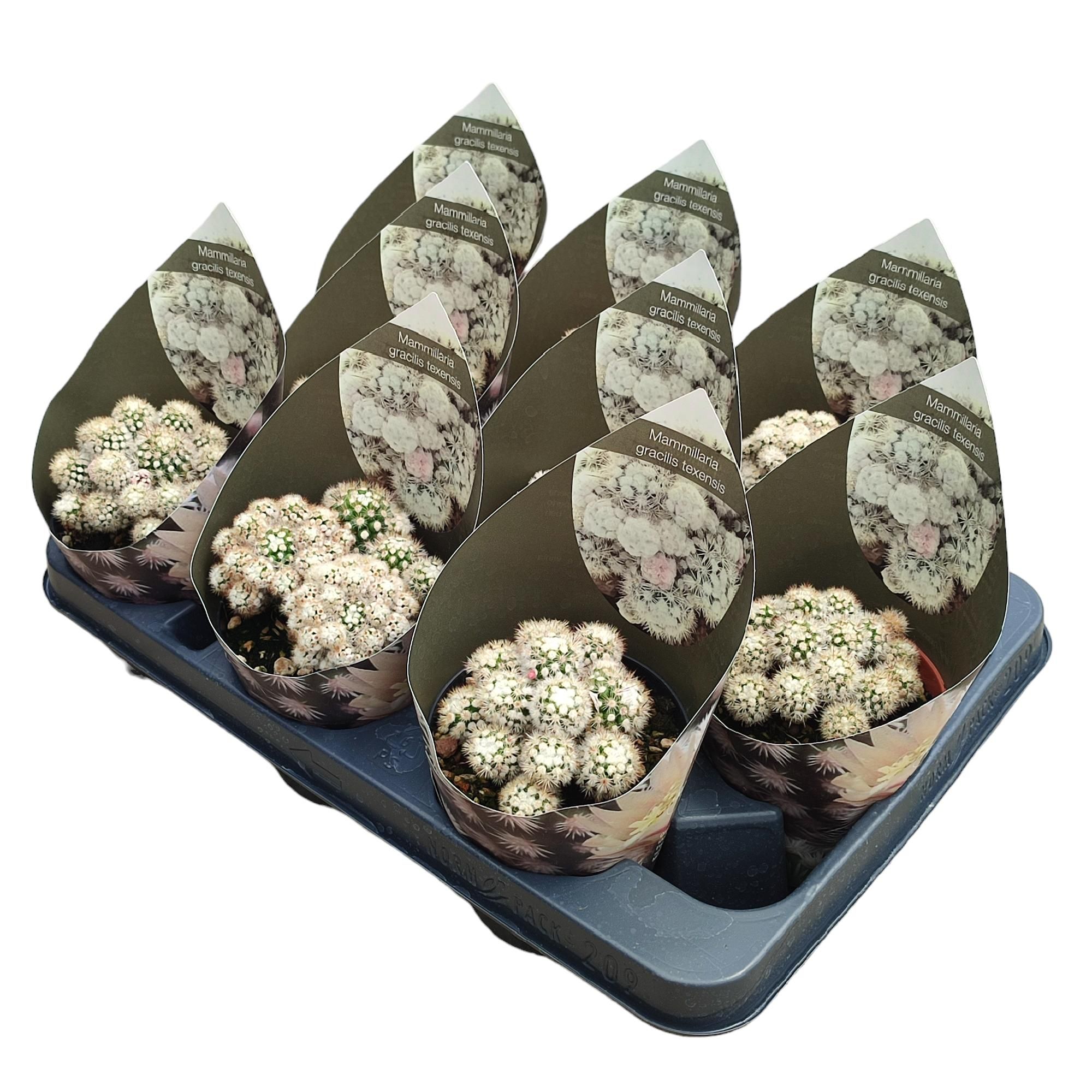 MAMMILLARIA GRACILIS TEXENSIS - POT Ø 10,5 WITH POTCOVER (CACTUS), D 10,5