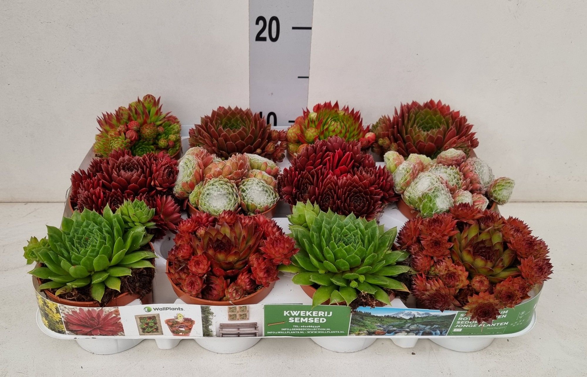 sempervivum mix 6 soorten, D 9