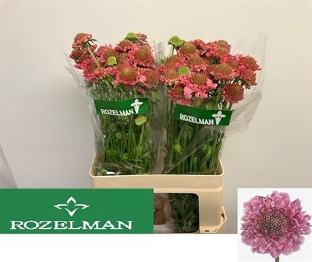 Скабиоза Кэнди Скуп 60, шт.