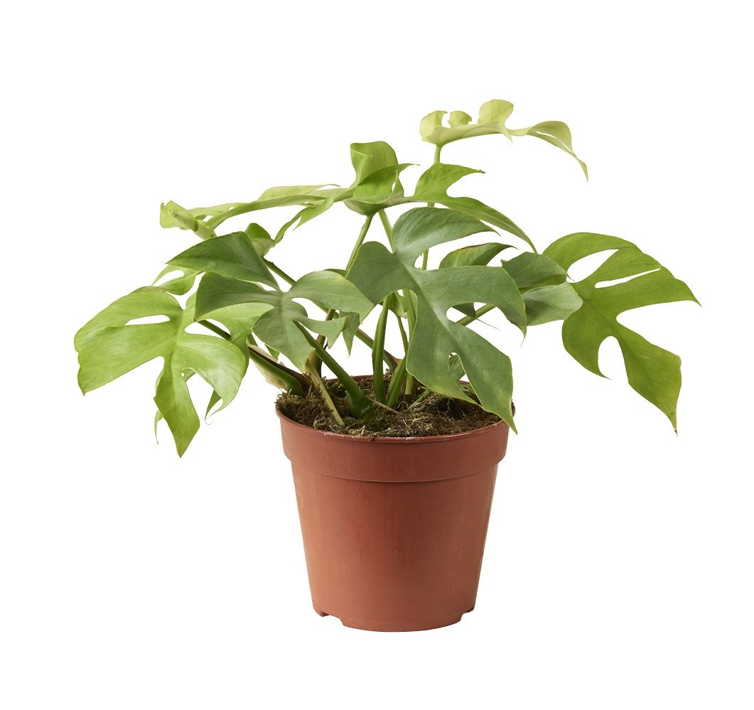 Rhaphidophora Tetrasperma Goldrush, D 12