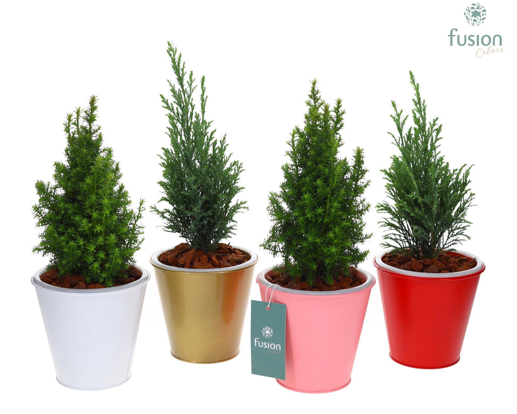 Pot zink wit met verlichting Kerst met Chamaecyparis, D 13