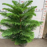 Араукариакие а-граде Нутришенал Кап Саутерн Окин Кедар 23 90