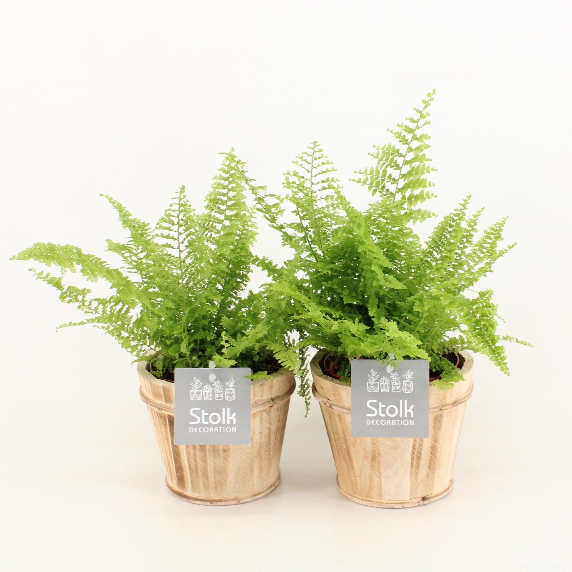 Varens in Wood Bruin, D 13