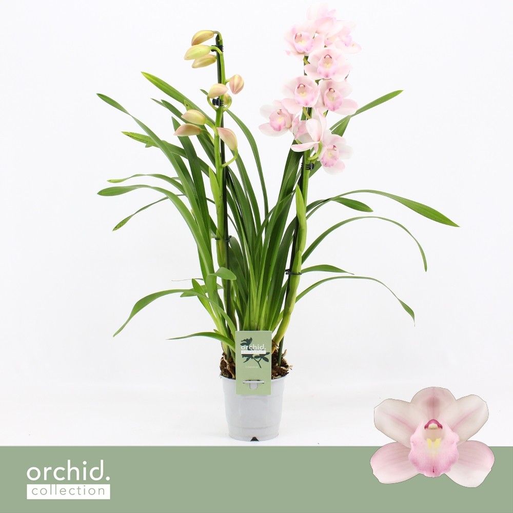 Cymbidium, Pink Bell 2-spike 'Orchid Collection', D 12