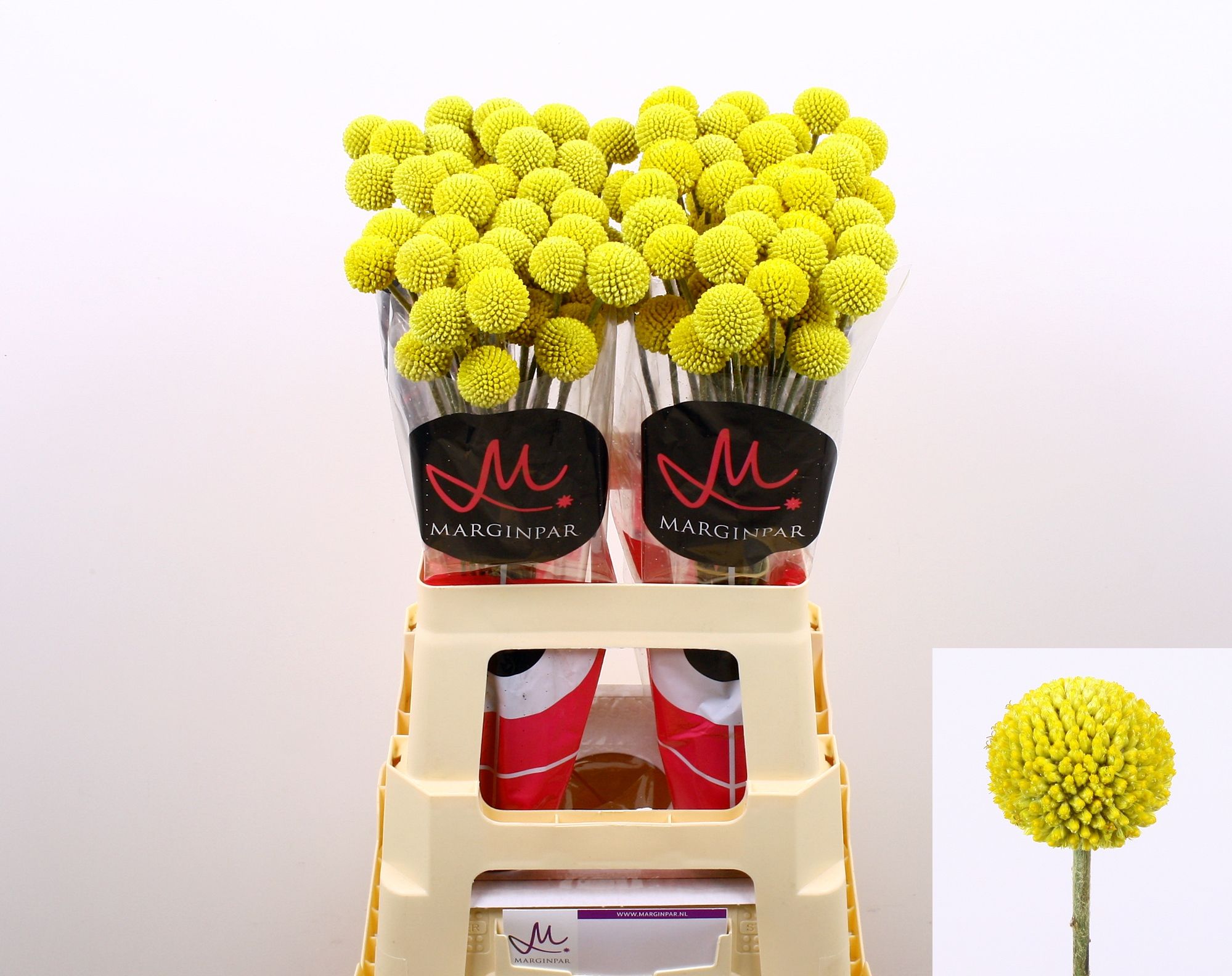 Краспедия Пейнтбол Поп 60, шт.