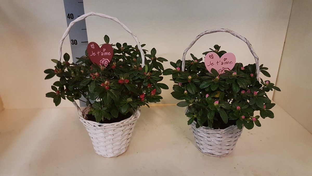 AZALEA VALENTIJN MANDJE 25 cm, D 12