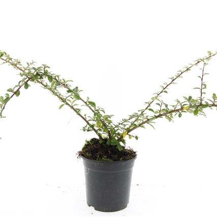 Cotoneaster suec. 'Skogholm', D 14 cm