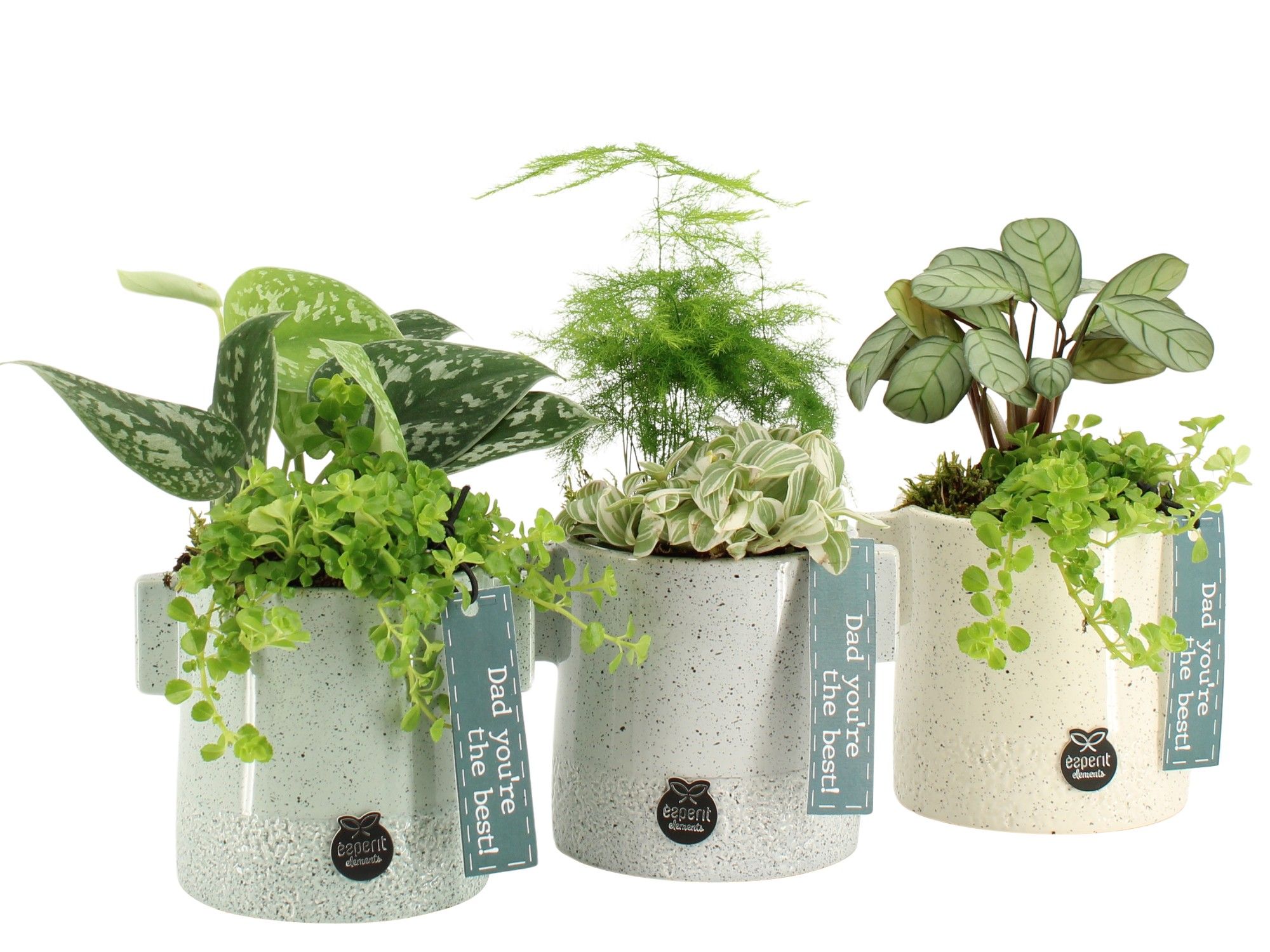 21755: Father's day arrangement, D 10