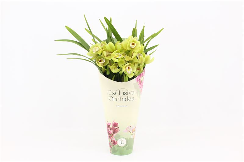 Potcover p12 exclusiva orchidea Cymbidium p12 Wild Anna 4T20+, D 12