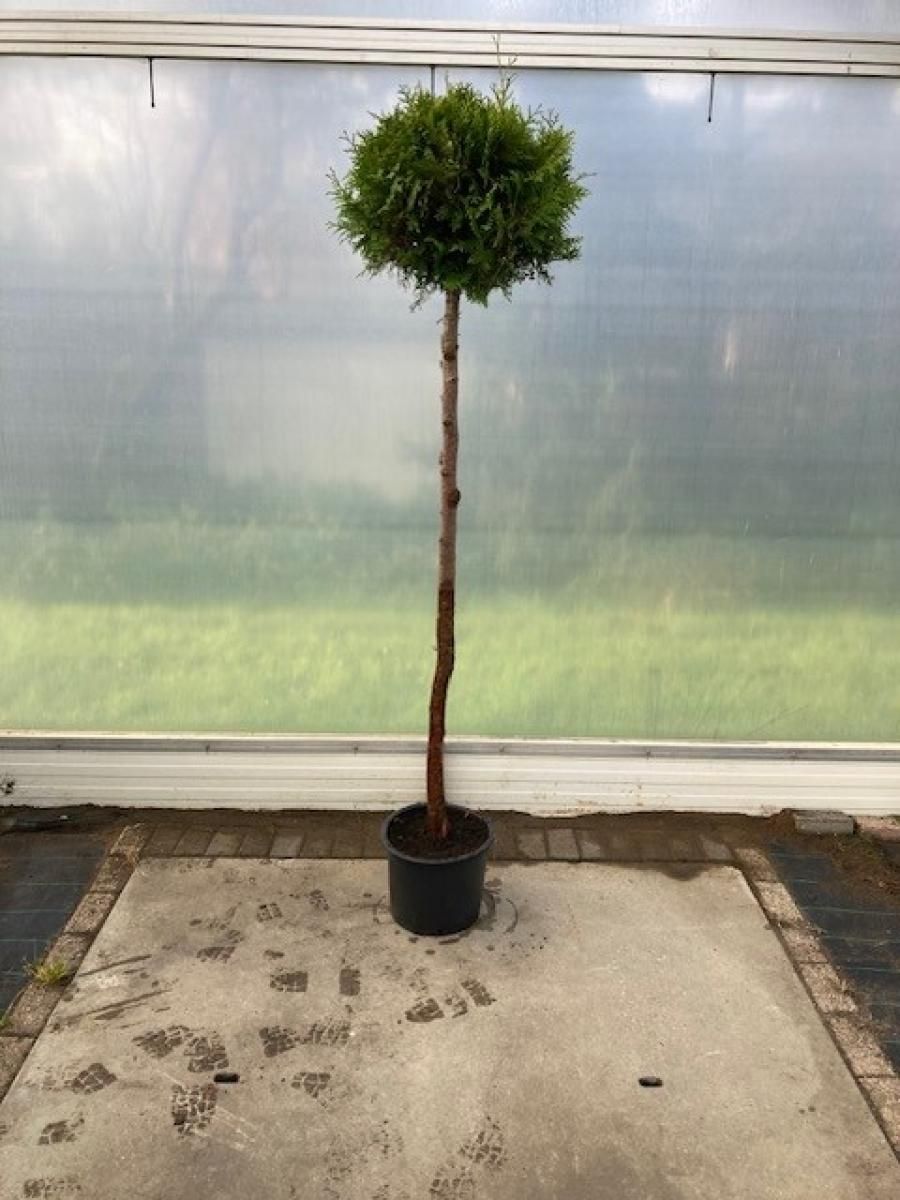 Thuja occ. 'Brabant', kroon, D 36