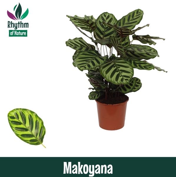 Calathea 17cm Makoyana - Rhythm of Nature, D 17