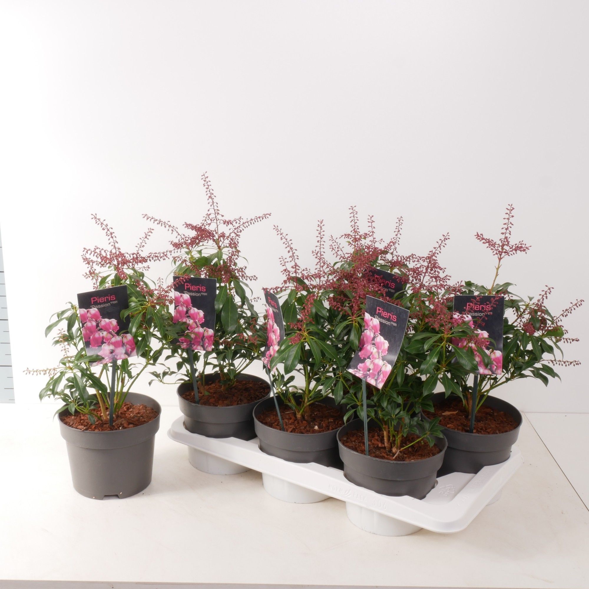 Pieris jap. 'Passion' P17, D 17 cm