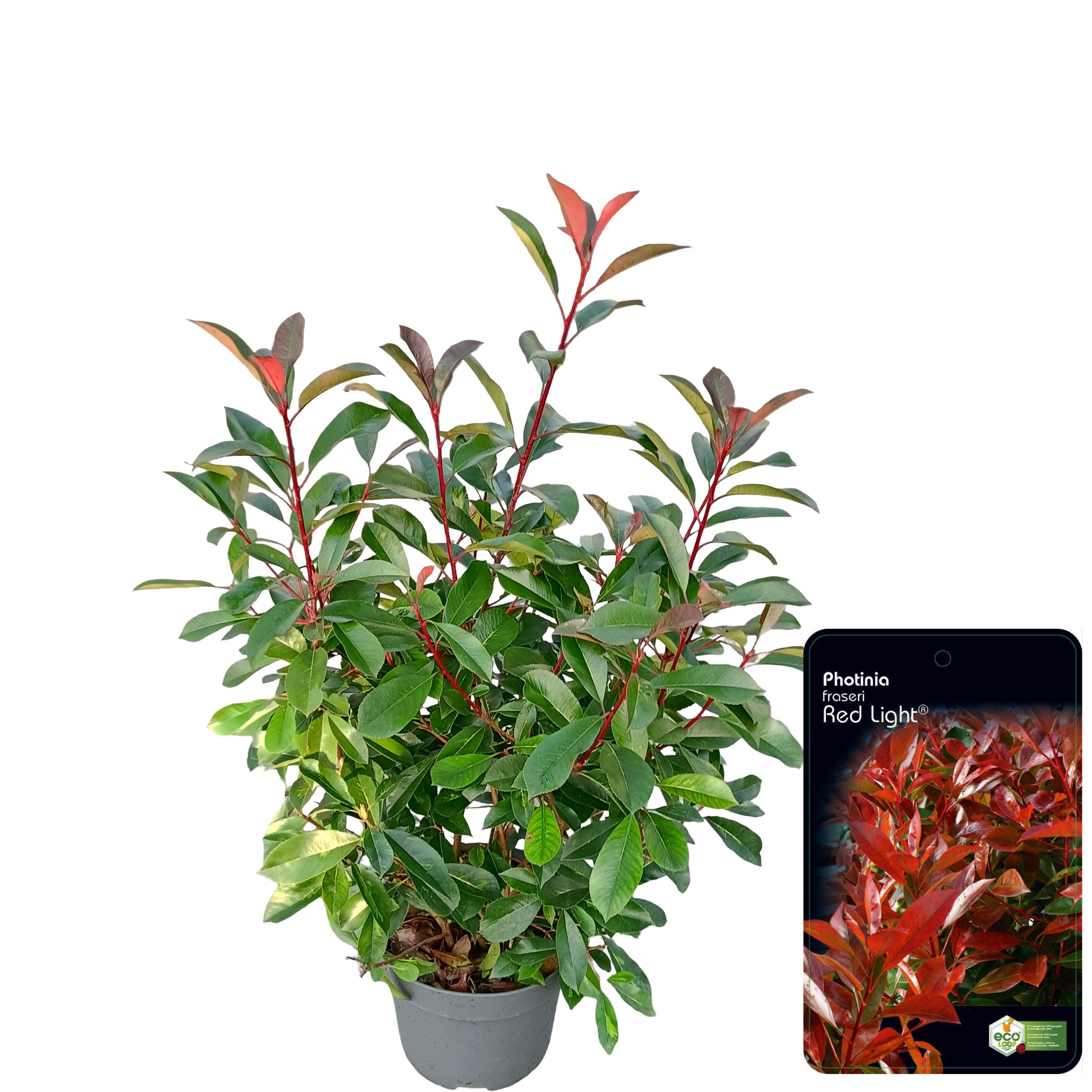 Photinia fraseri 'Red Light' C10, D 28