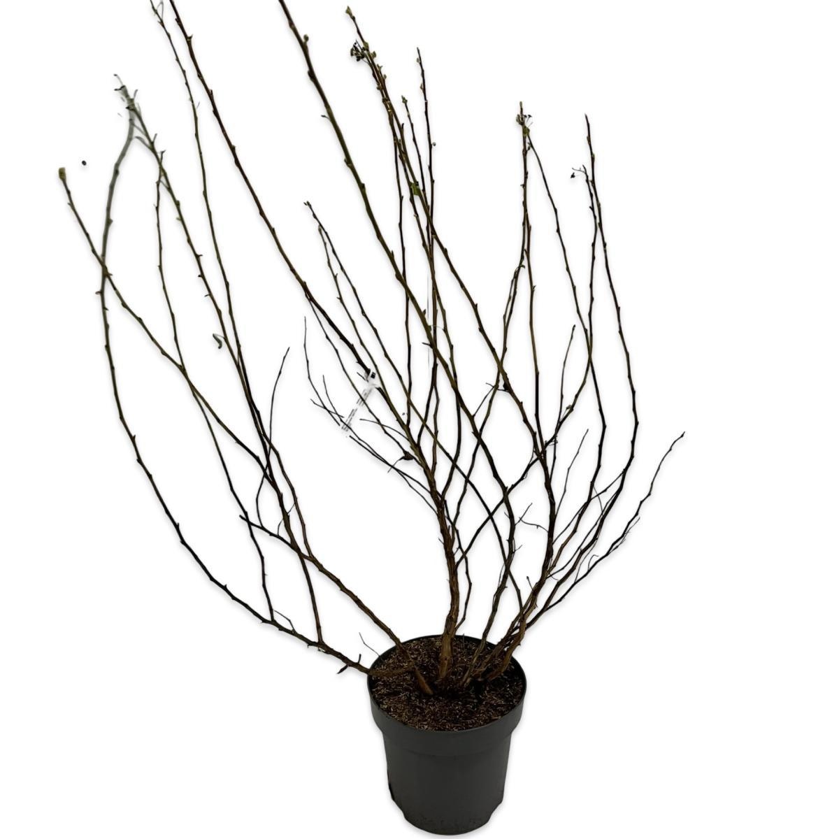 Physocarpus opulif. 'Dart's Gold', D 32