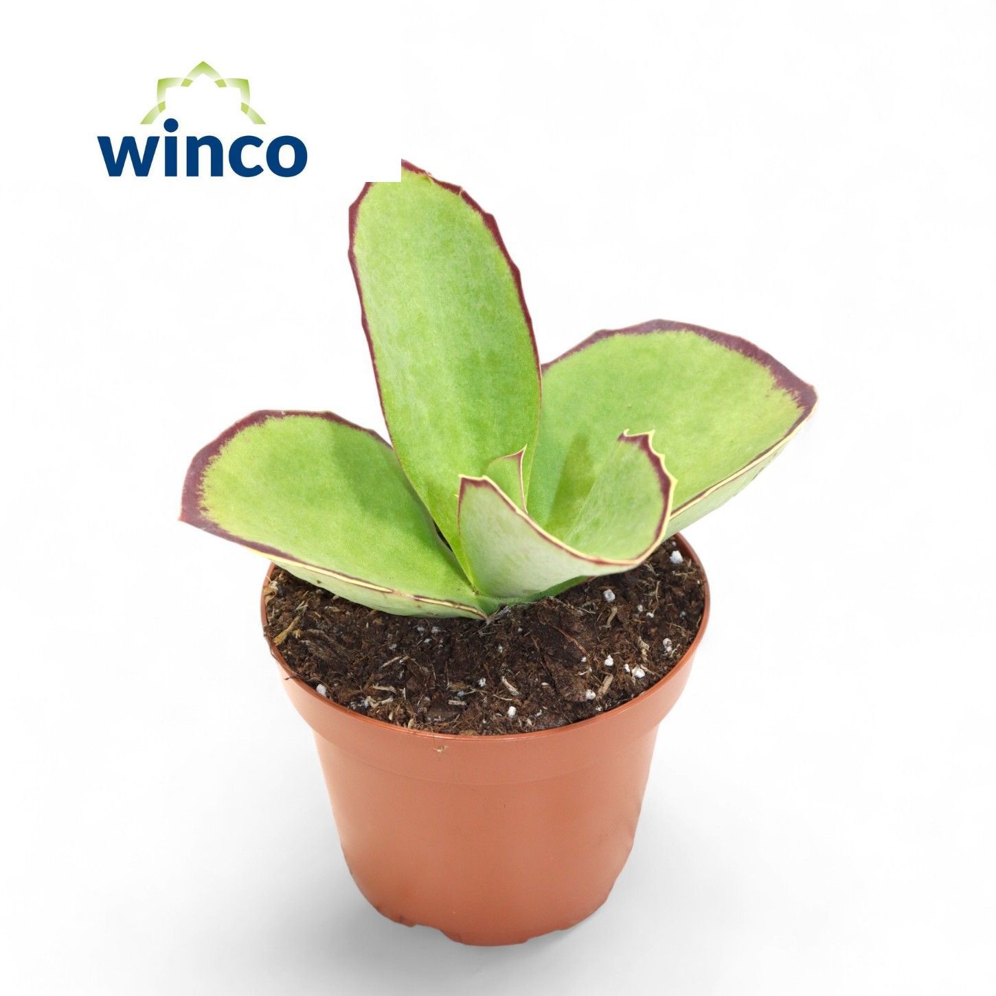 Kalanchoe Synsepala, D 8,5