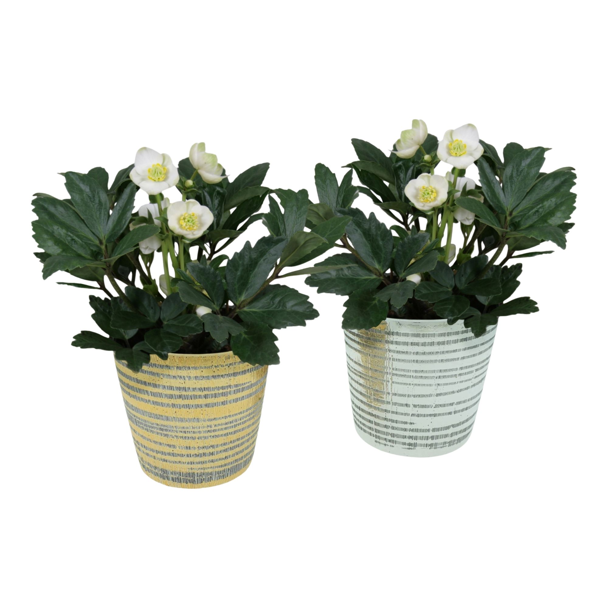 Helleborus n. Christmas Carol in zilver en gouden luxe keramiek, D 9 cm